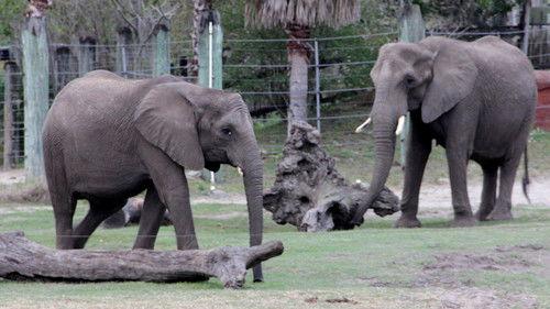 Secrets of the Zoo: Tampa Season 3 Episode 6 - Trunks of Love