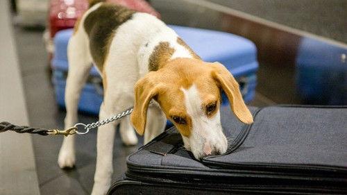 Dog Squad Puppy School Season 2 Episode 2 - Episode 2