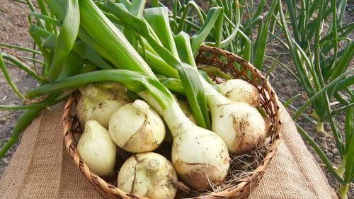 Trails to Oishii Tokyo Season 1 Episode 3 - ONIONS