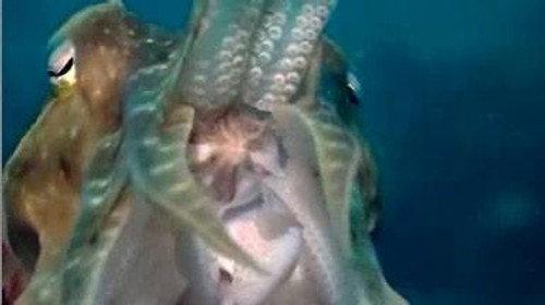 NOVA Season 34 Episode 10 - Kings of Camouflage