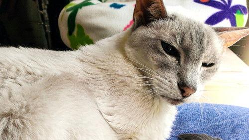 Too Cute Season 5 Episode 10 - Puppy Surprise