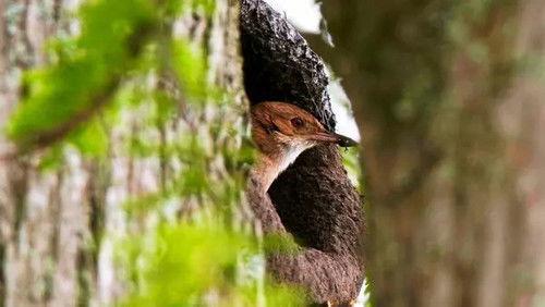 Animal Construction Season 1 Episode 1 - Episode 1