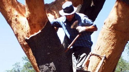 Natural World Season 28 Episode 5 - Cork - Forest in a Bottle