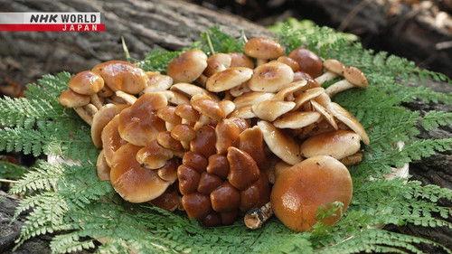 Trails to Oishii Tokyo Season 7 Episode 19 - Nameko