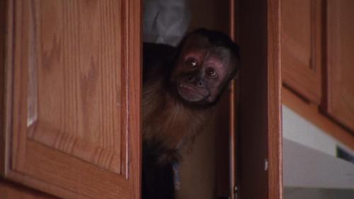 undefined Season 3 Episode 22 - Monkey