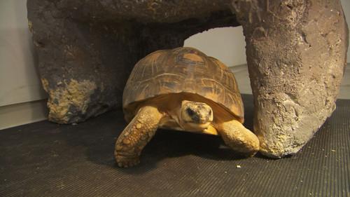 Dyrepasserne Season 9 Episode 1 - Episode 1