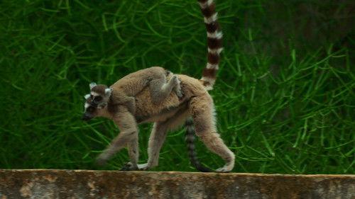 Gangs of Lemur Island Season 1 Episode 3 - Risk and Reward