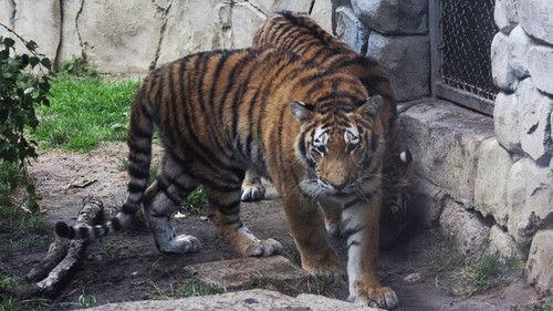 Secrets of the Zoo Season 2 Episode 8 - Otter-ly Ridiculous