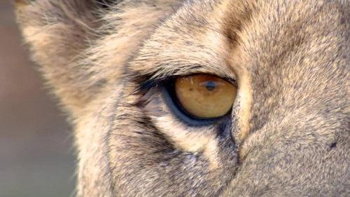 Race of life Season 1 Episode 2 - The Big Cats