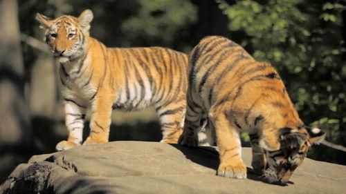 72 Cutest Animals Season 1 Episode 12 - Origin of Cute