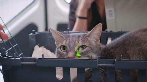 Bondi Vet: Coast to Coast Season 1 Episode 12 - Snake in the Suburbs