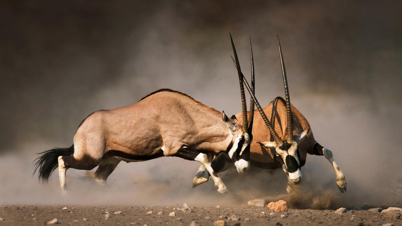Animal Fight Night backdrop