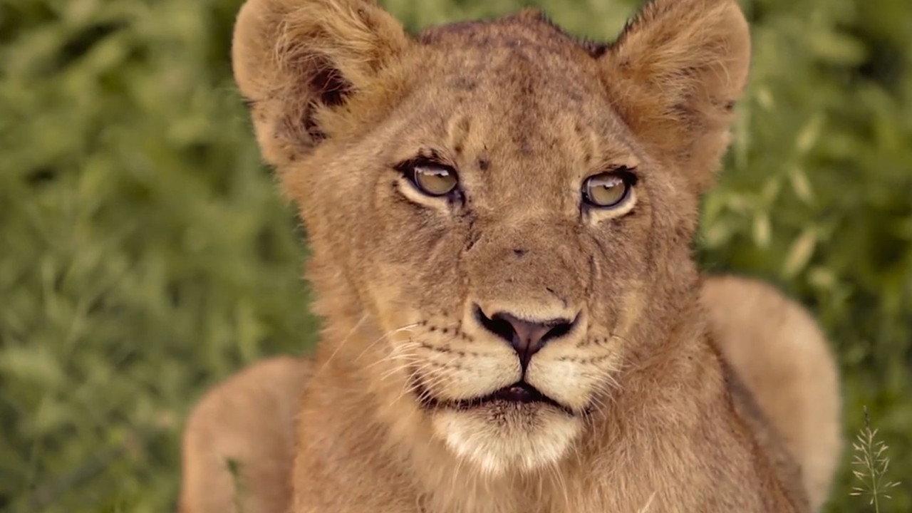 New Kids in the Wild backdrop