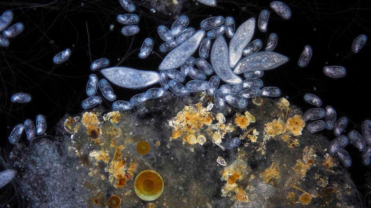 Planeta Microbio backdrop