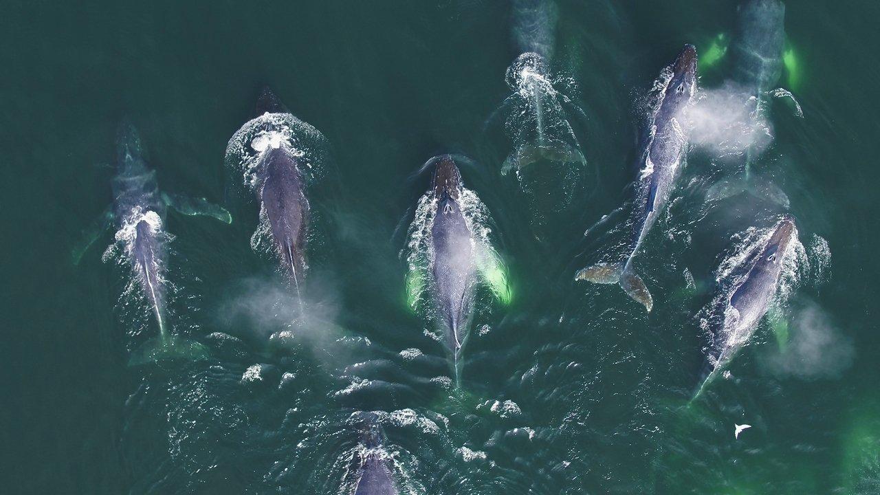 Genius Sea Hunters backdrop