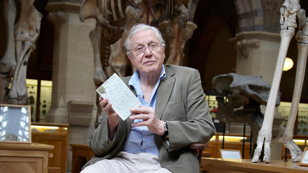 David Attenborough's Natural Curiosities backdrop