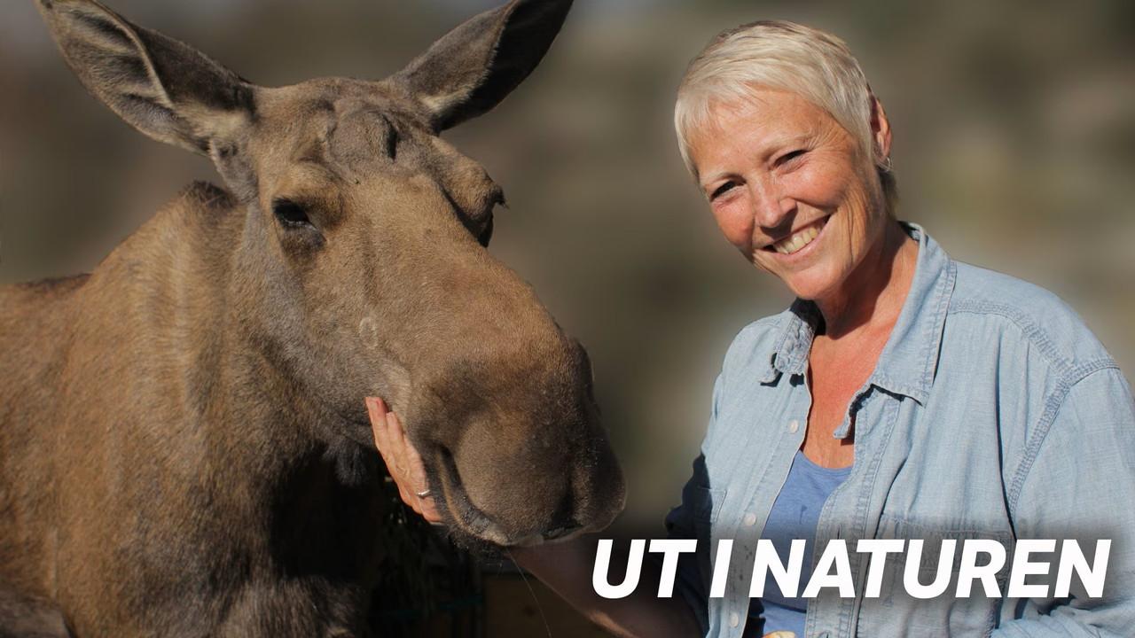 Ut i naturen backdrop