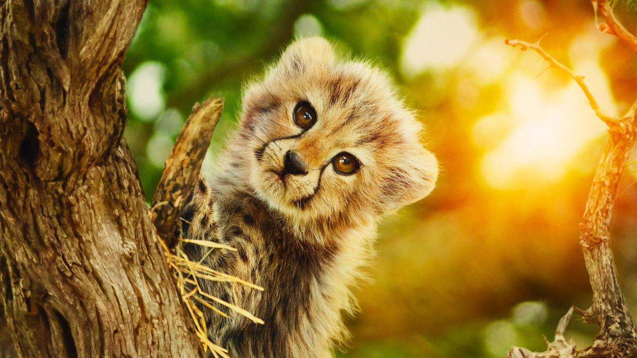 Born to Be Wild backdrop