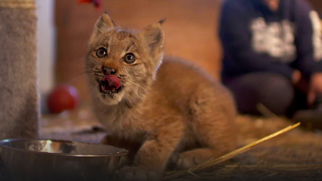 Alaska Animal Rescue backdrop