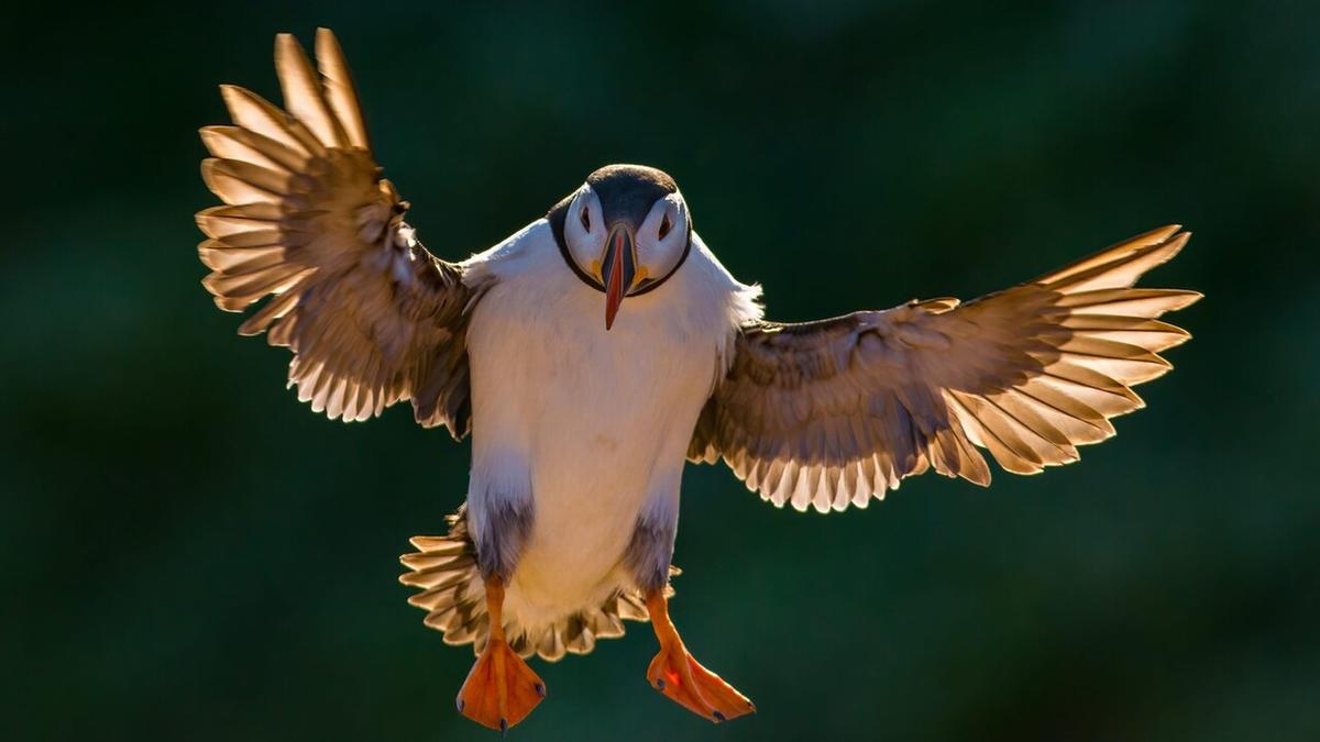 Birds backdrop