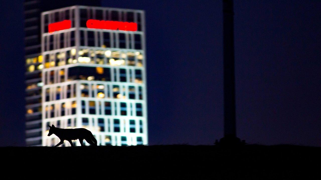 Cities: Nature's New Wild backdrop