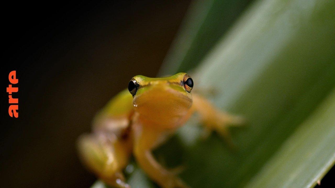 Australie : l'Odyssée Sauvage backdrop