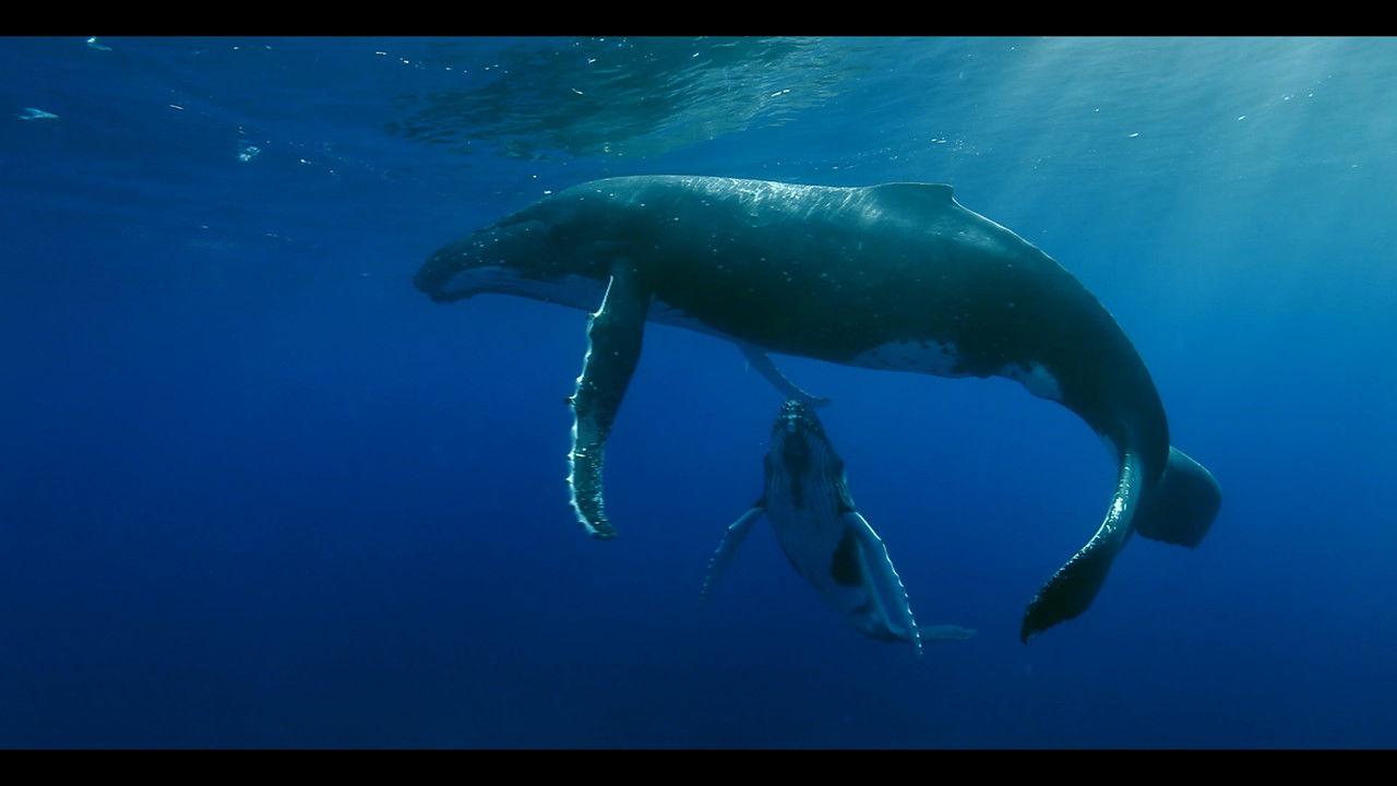 Titans of the Deep backdrop