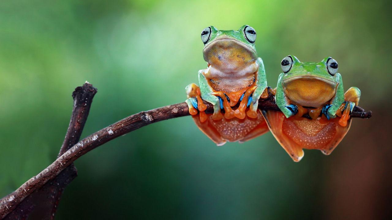Party Animals backdrop