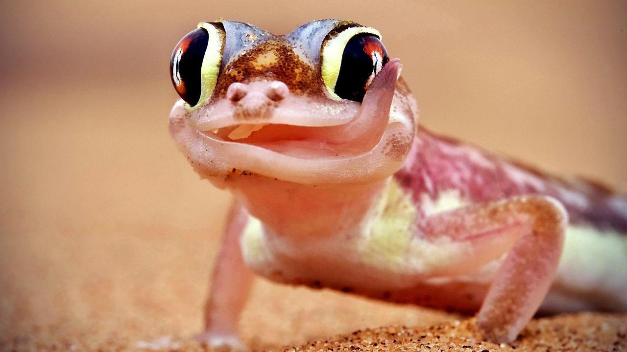 Extreme Animals: One Wild Day backdrop