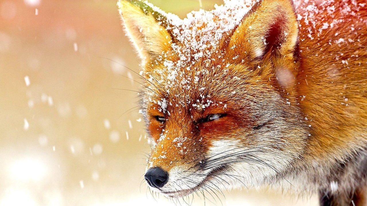 The Wonder of Animals backdrop