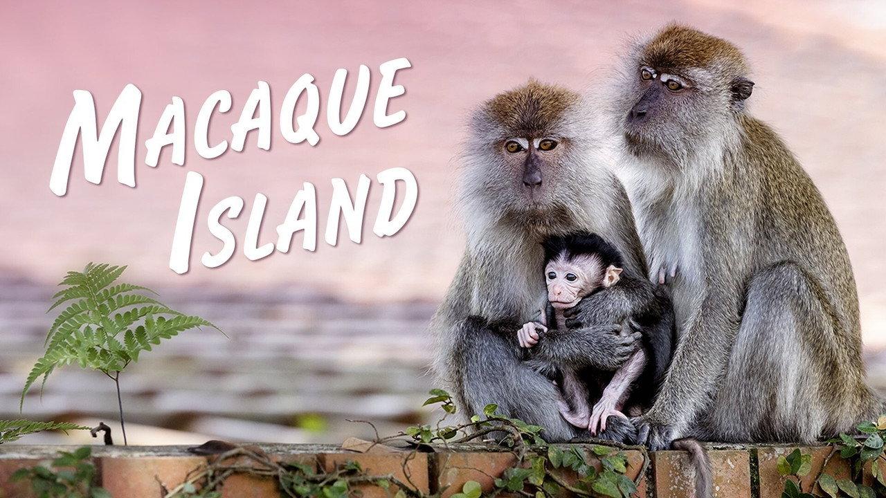 Macaque Island backdrop