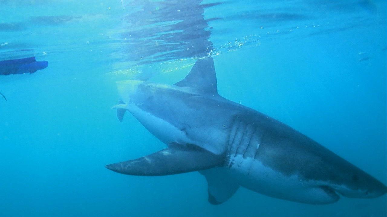 The Magic of the Big Blue. Seven Continents backdrop