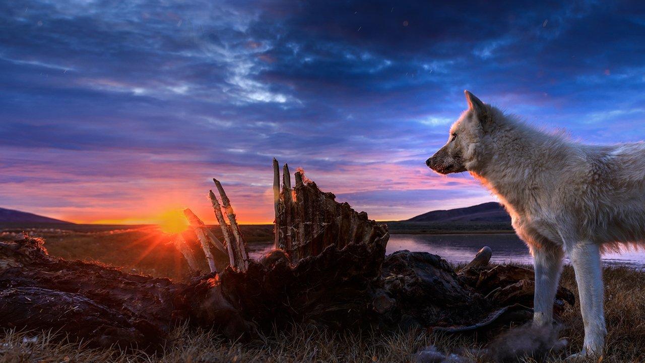 Kingdom of the White Wolf backdrop