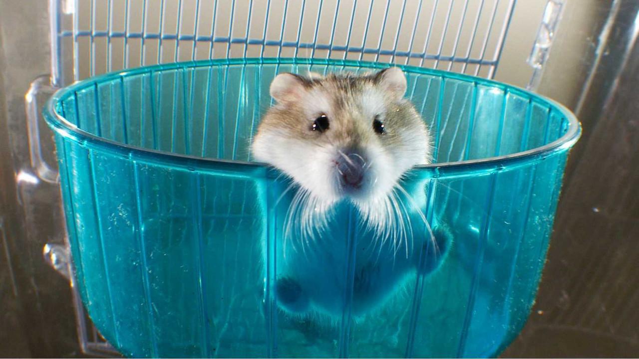 Pets: Wild at Heart backdrop