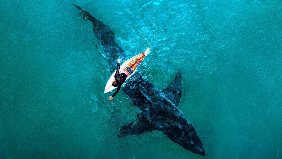 Shark Week backdrop