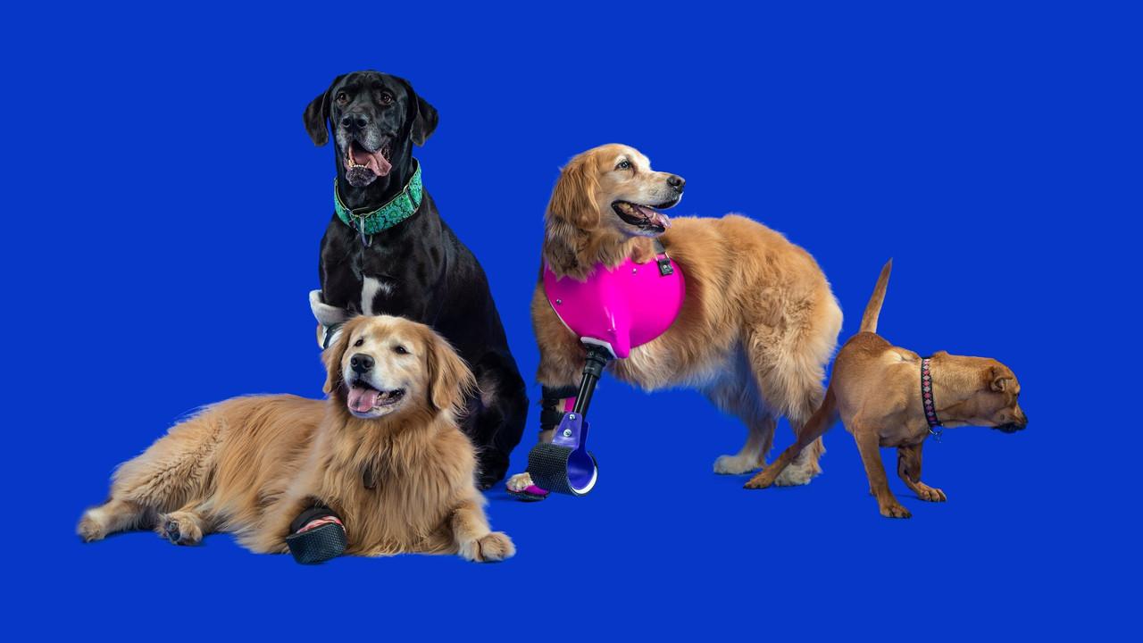 The Wizard of Paws backdrop