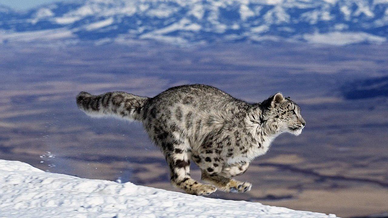 Nature's Fast Attacks backdrop