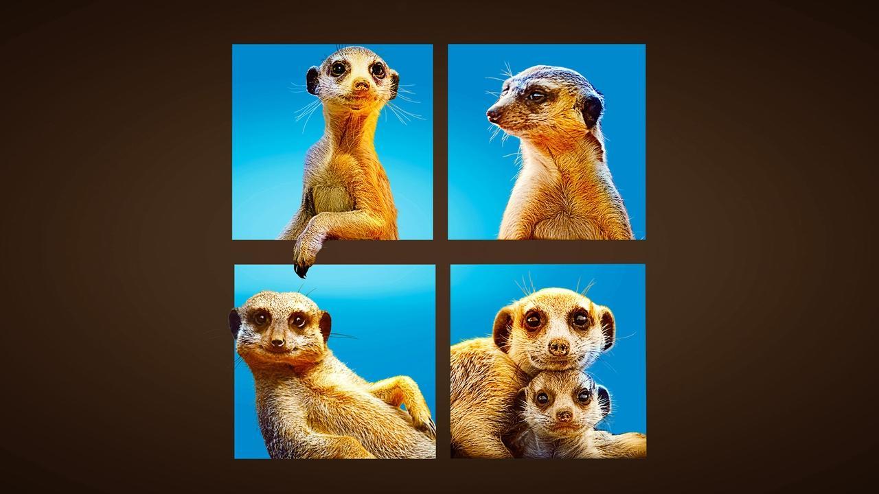 Meet The Meerkats backdrop