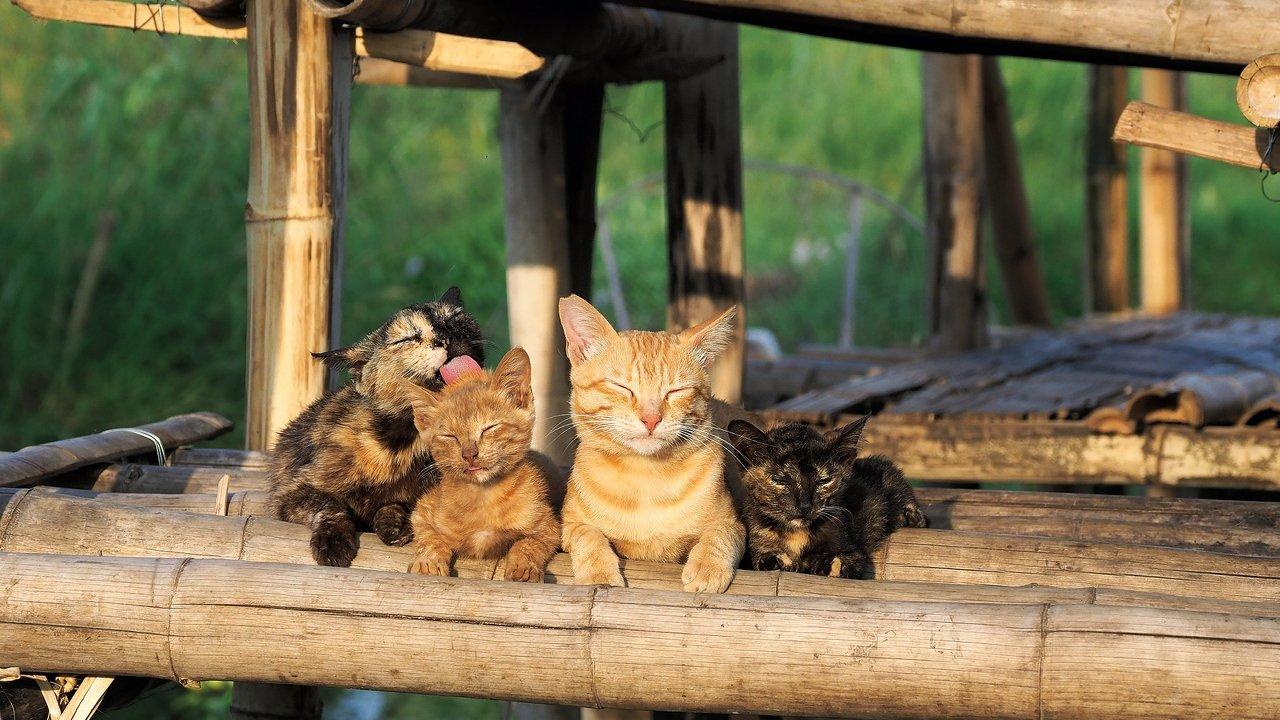 Mitsuaki Iwago's World “Cats” Travelogue backdrop