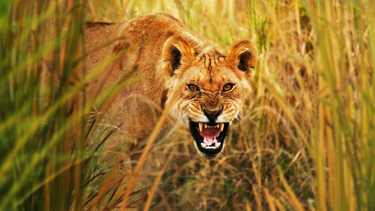 Secret Life of Predators backdrop