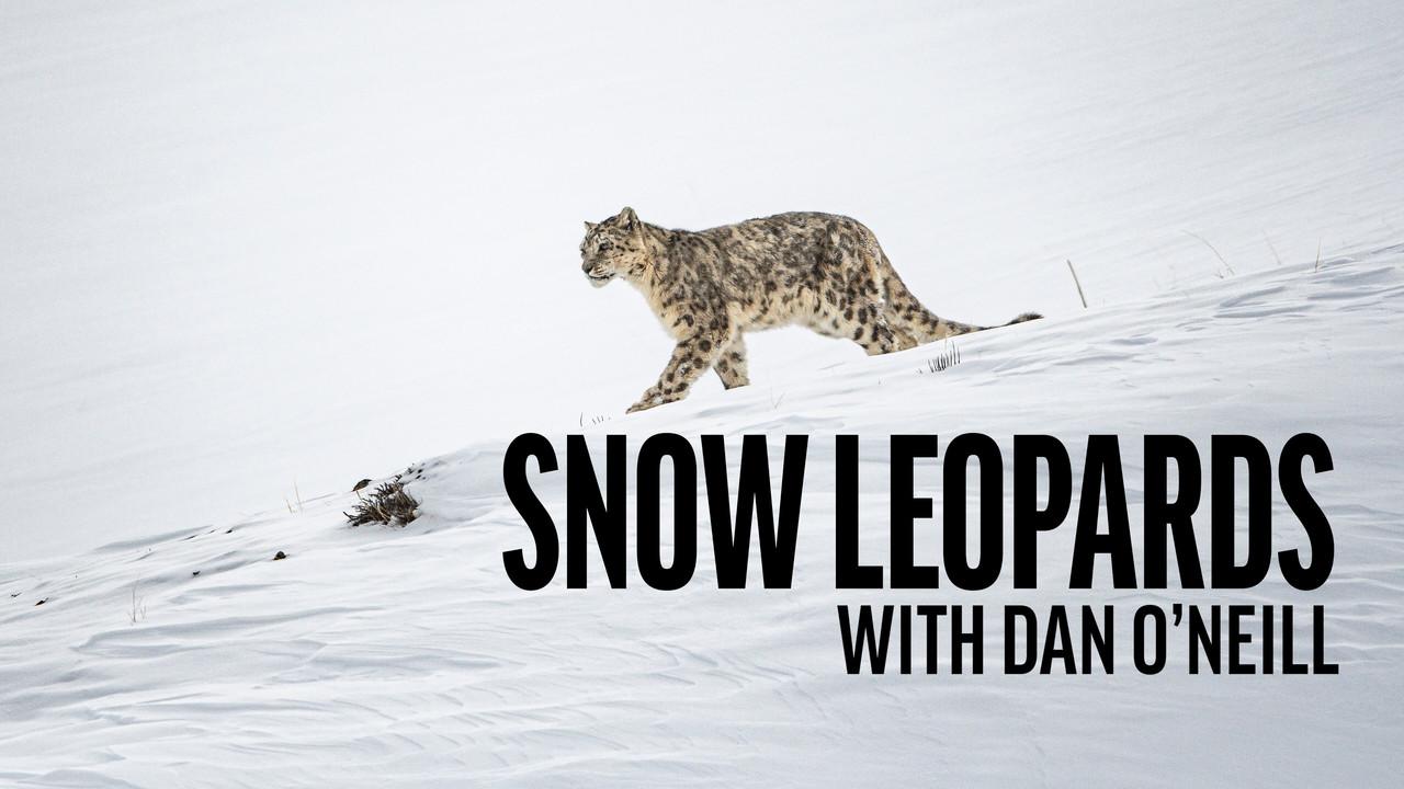 Snow Leopards with Dan O'Neill backdrop