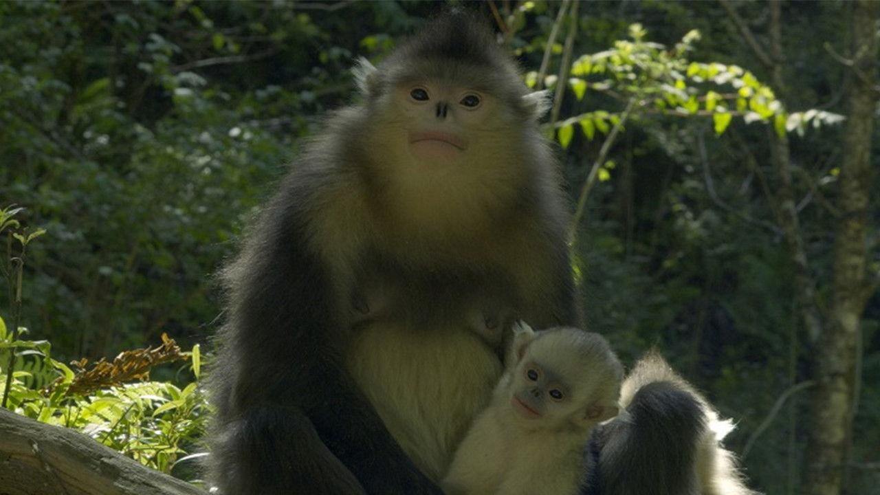 Unexplored Land backdrop