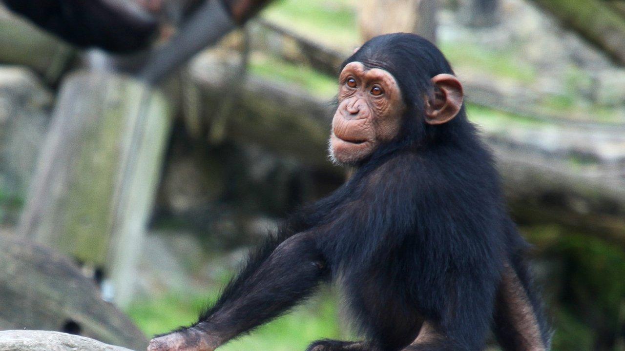 Inside Taronga Zoo backdrop