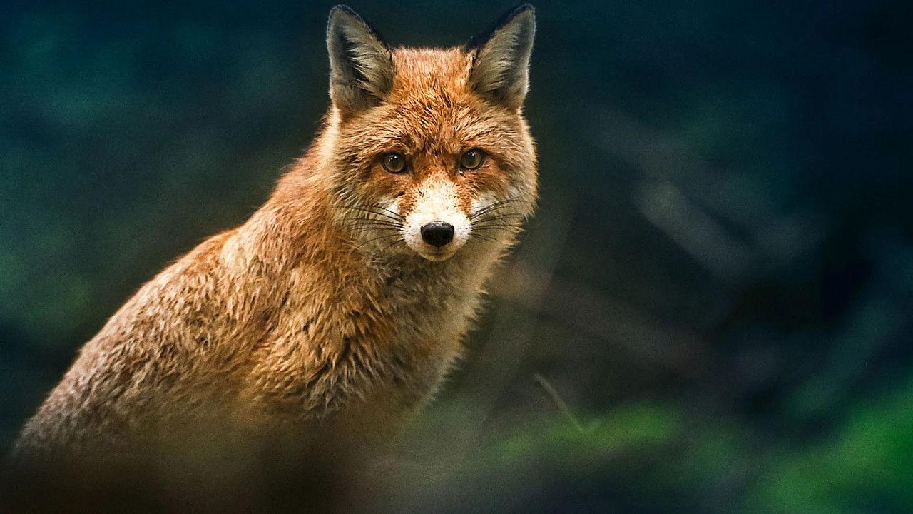 Vilde vidunderlige dyr backdrop