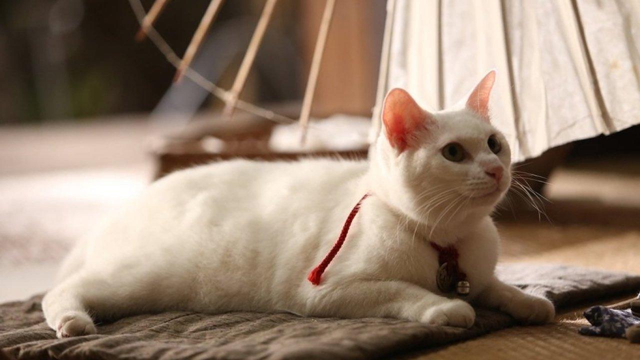 Samurai Cat backdrop