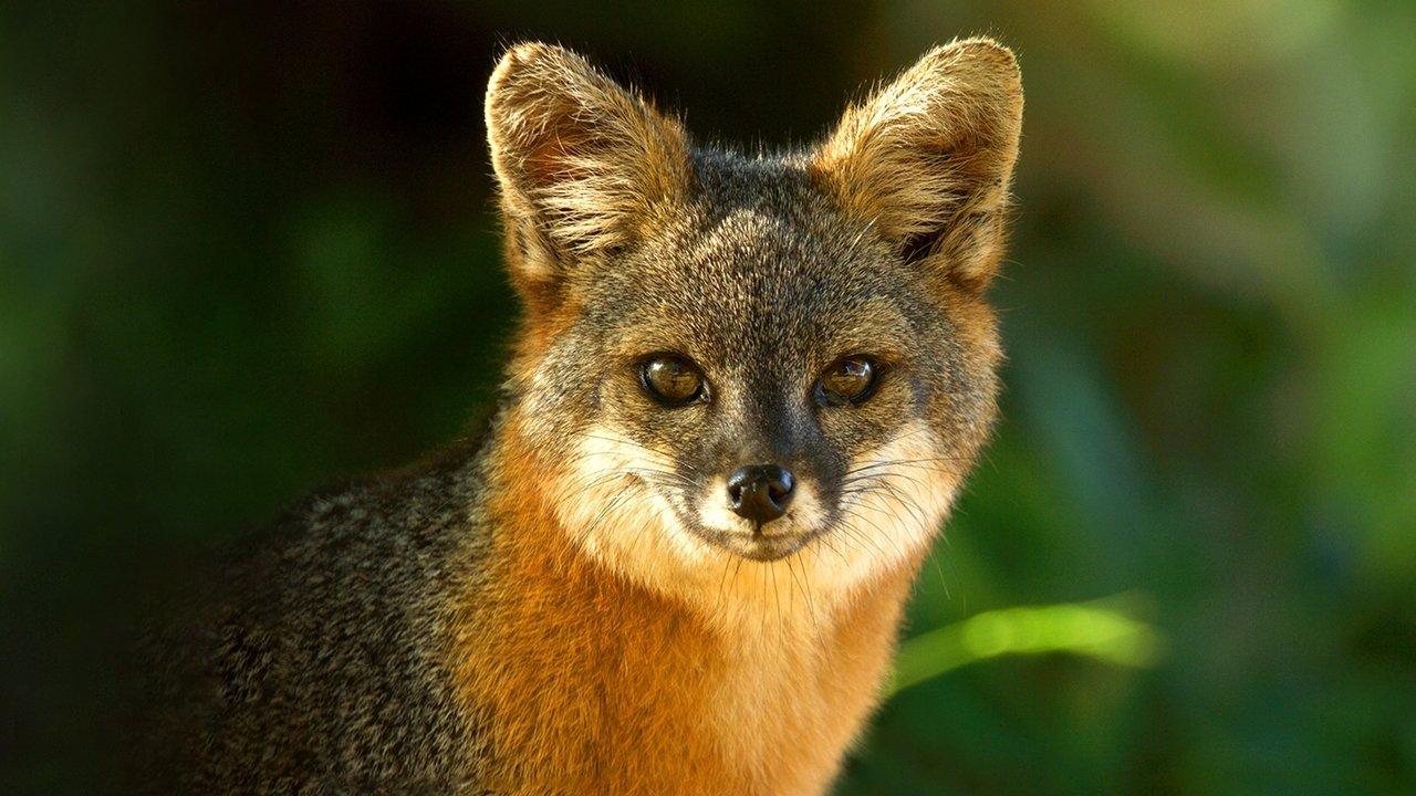 America's National Parks backdrop