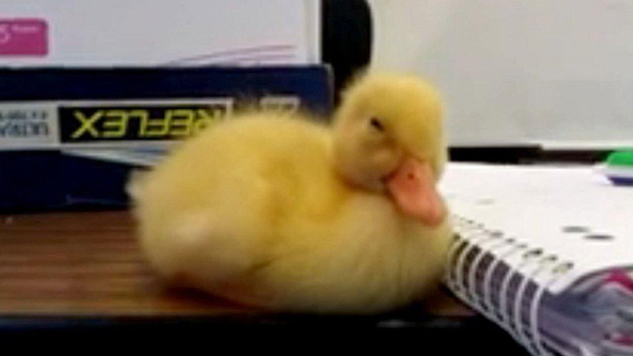 Les Aventures de Saturnin backdrop