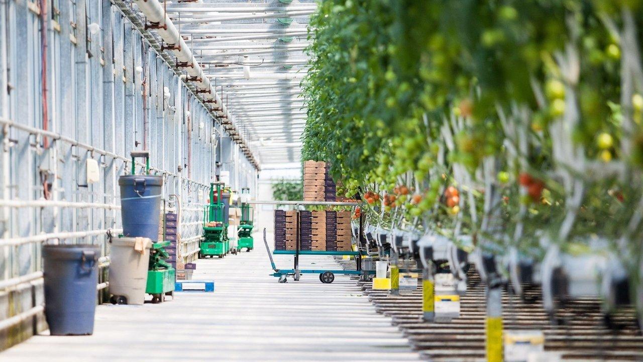 Food Factory backdrop