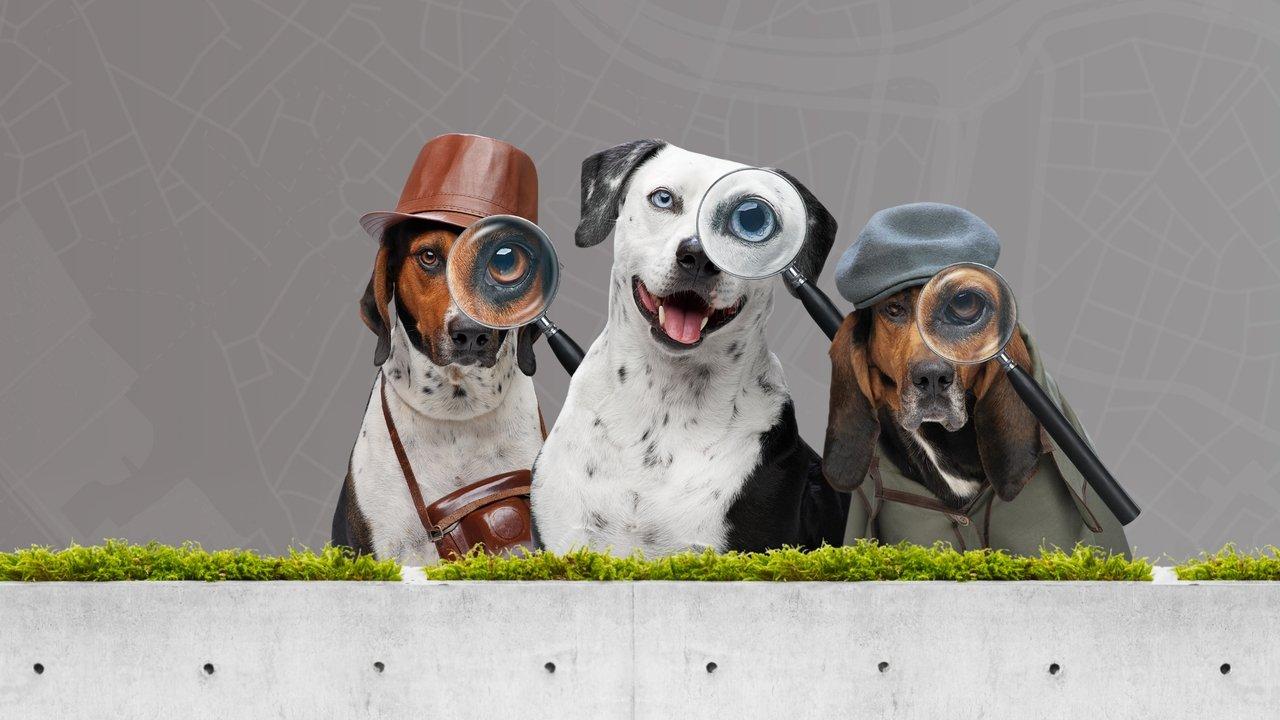 Pet Seekers backdrop