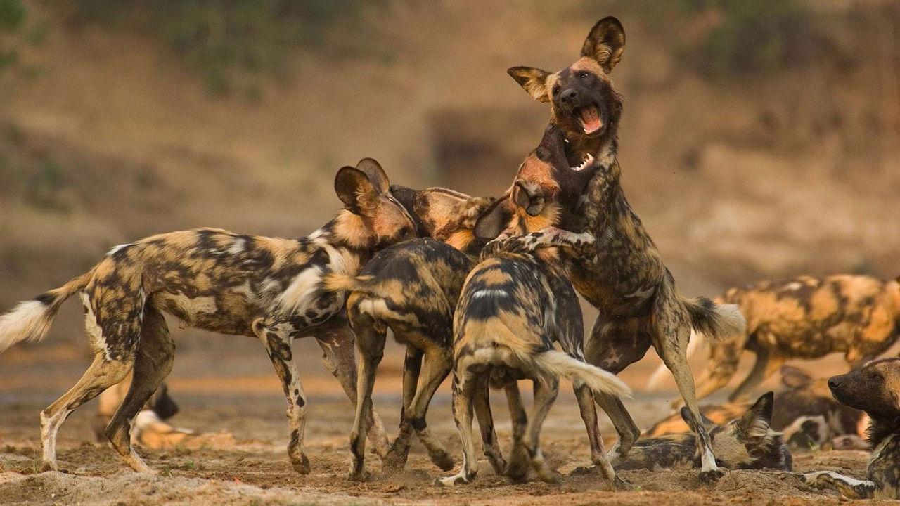 Wild Dogs: Running with the Pack backdrop